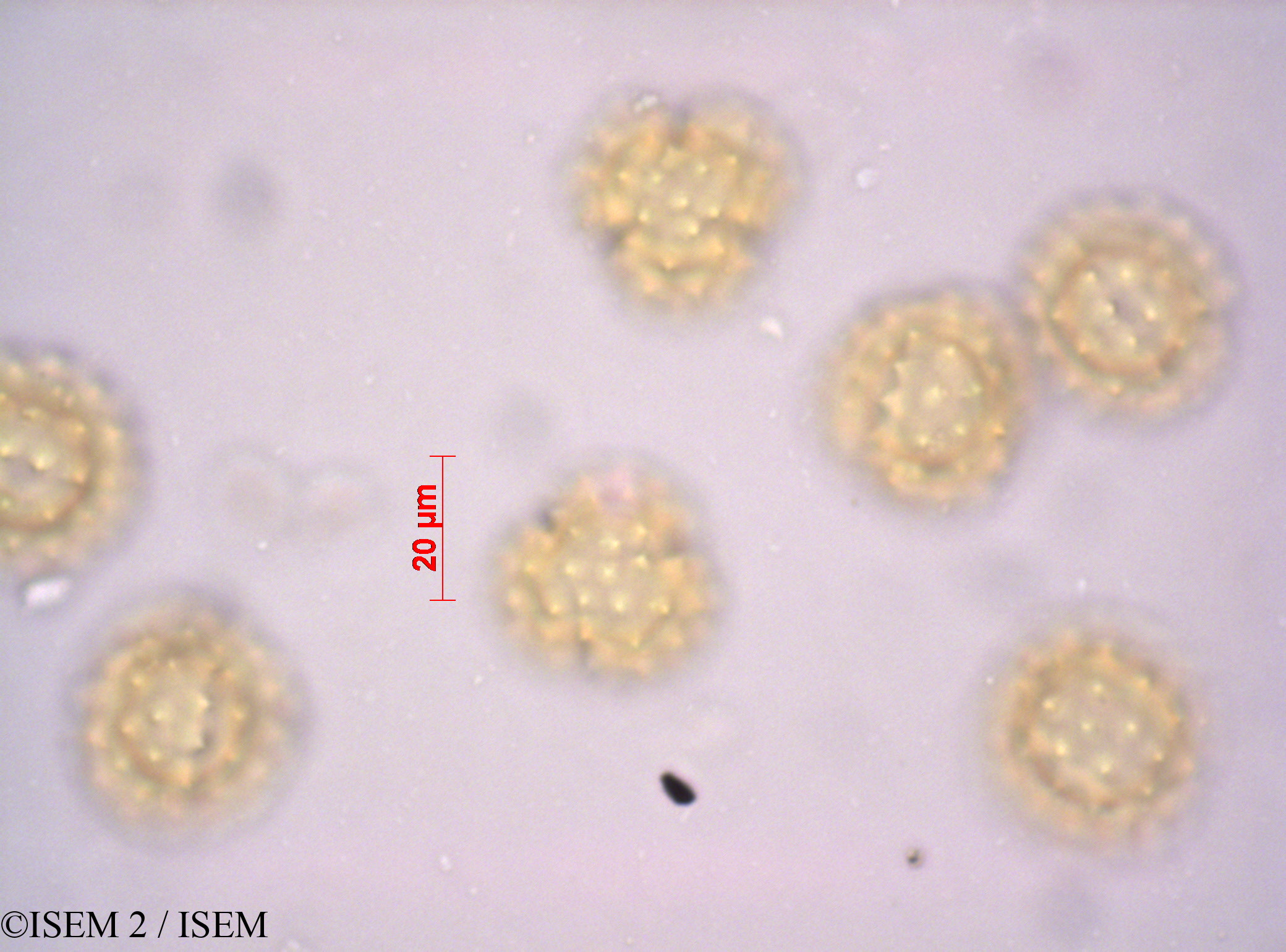 ISEM 2/Euryops_abrotanifolius_36135/Euryops_abrotanifolius_36135_0001(copy).jpg